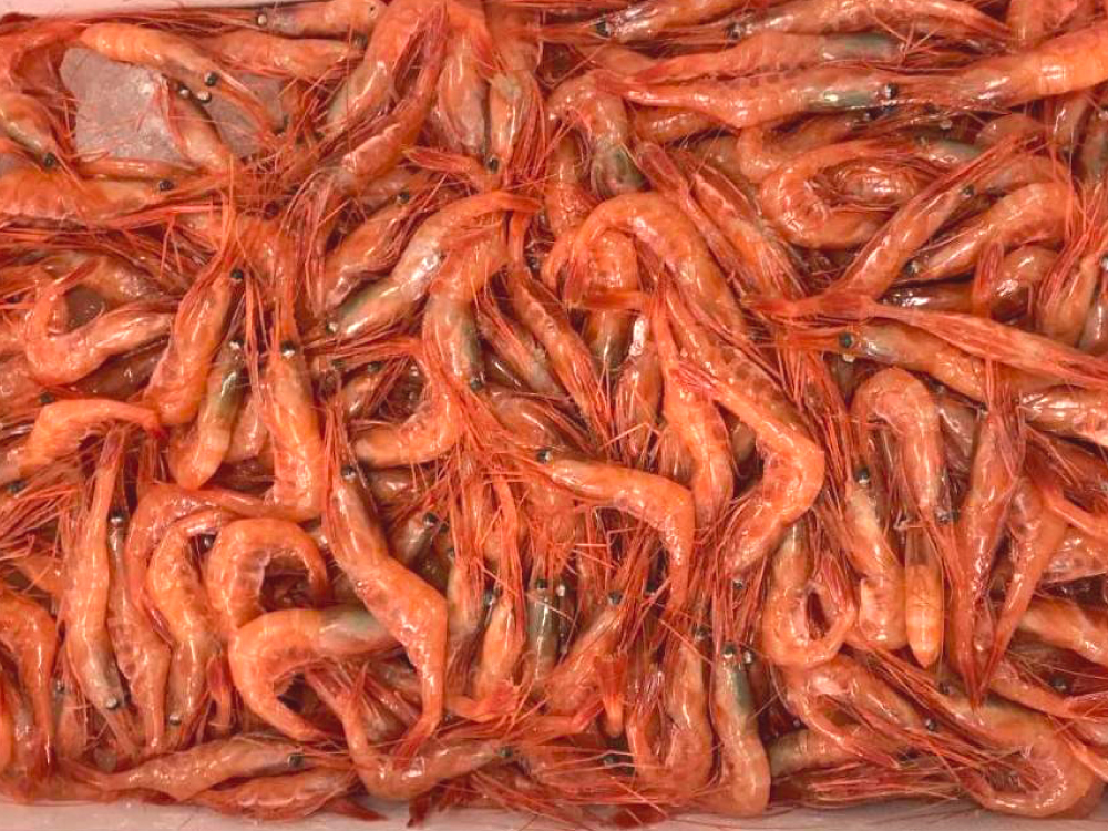 岩船港
村上市
南蛮エビ