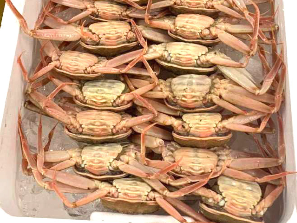 クロコ（黒子）