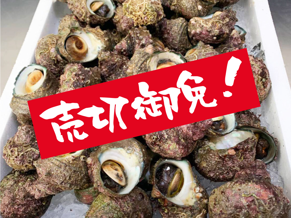 サザエ（売切御免）